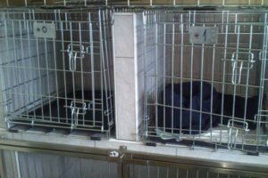 dvierka na veterinárske klietky